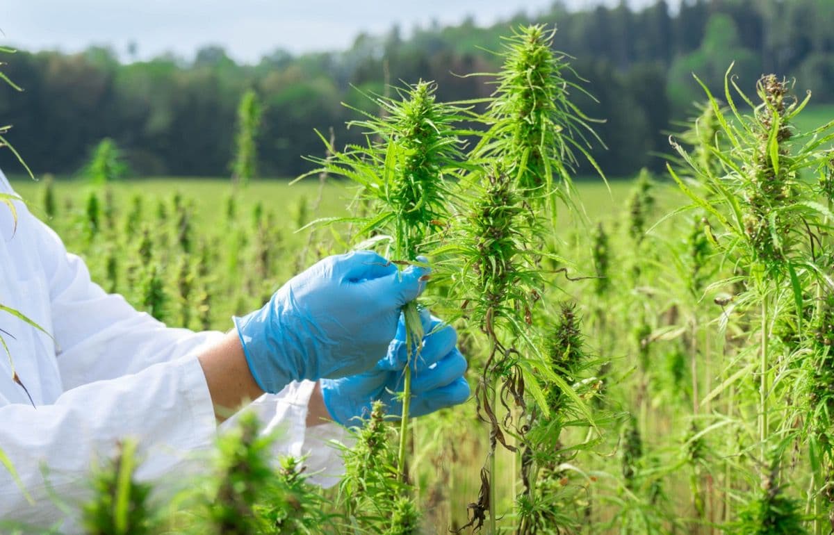 Cannabis testing in field | Image | adobe.stock/nik0.0kin
